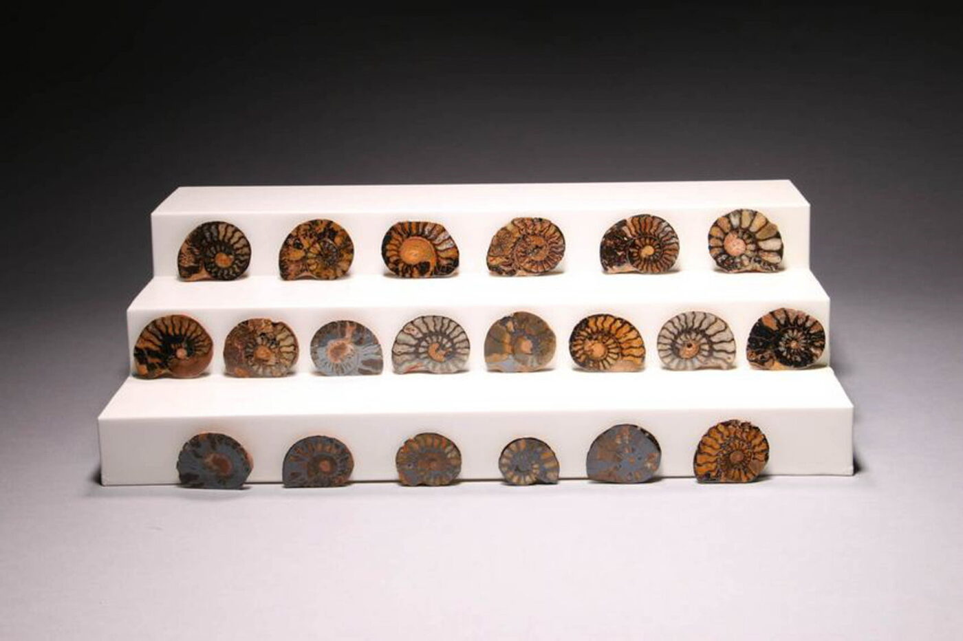 Twenty Ammonite Fossils