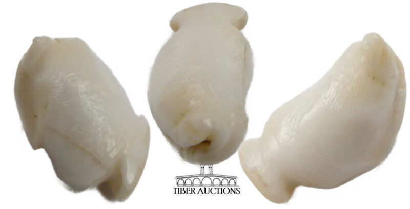 Near East Carved Shell